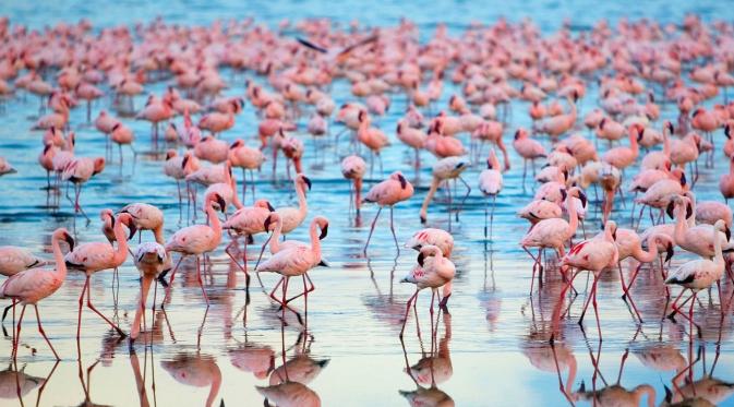 Danau Naivasha, Kenya. (Getty)