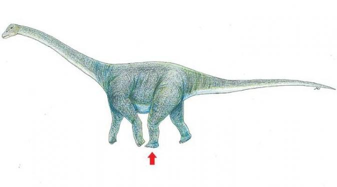 Ilustrasi dinosaurus yang diperkirakan meninggalkan jejak kaki di Gurun Gobi (Okayama University of Science)