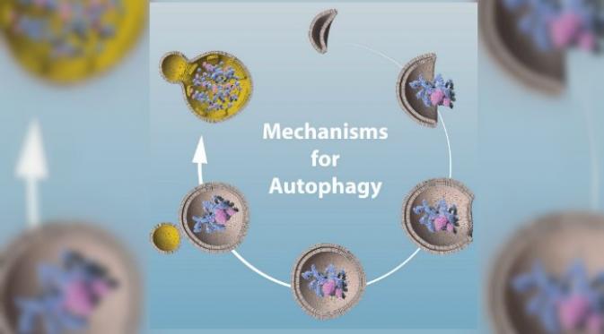 Penjelasan mekanisme otofagi (autophagy) untuk Nobel 2016. (Sumber scoopnest.com) 