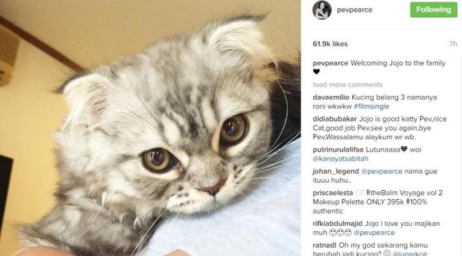 Pevita Pearce dan Jojo, kucing baru kesayangannya [foto: instagram]