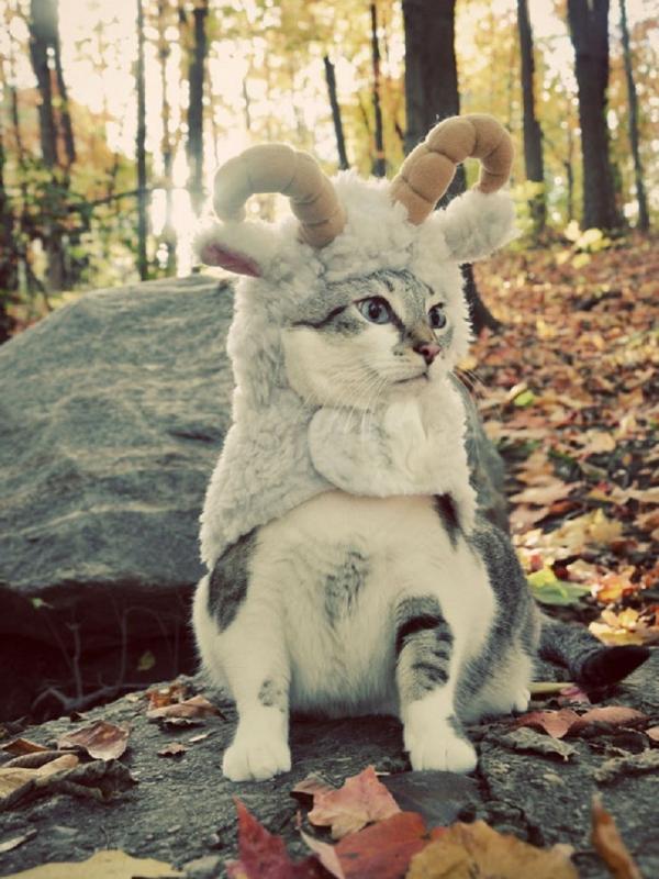  Kucing Kenakan Kostum Halloween, Seram atau Lucu? | Boredpanda.com