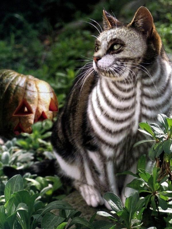  Kucing Kenakan Kostum Halloween, Seram atau Lucu? | Boredpanda.com