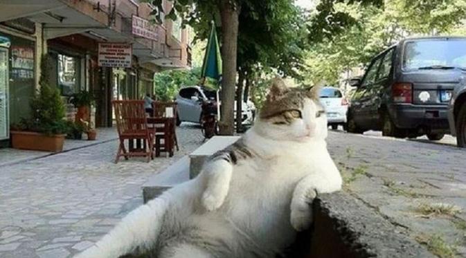  Kucing Gembul Itu Dibuatkan Patung di Istanbul
