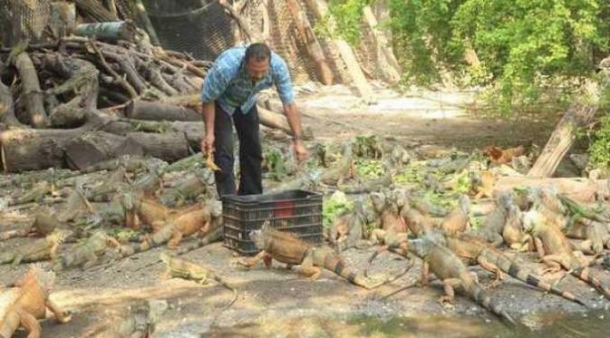 Ramon Medina Archundia dari Meksiko menghabiskan waktunya untuk memelihara ratusan iguana. Foto : Istimewa