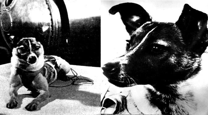 Anjing pemberani yang terbang ke luar angkasa tapi mati 5-7 jam setelah peluncuran