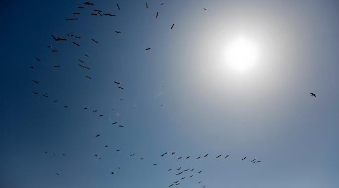 Sekumpulan pelikan terbang diatas waduk Mishmar HaSharon sebelum migrasi ke Afrika, Israel, Kamis (13/10). Pelikan adalah burung air yang memiliki kantung di bawah paruhnya. (AP Photo/Ariel Schalit)