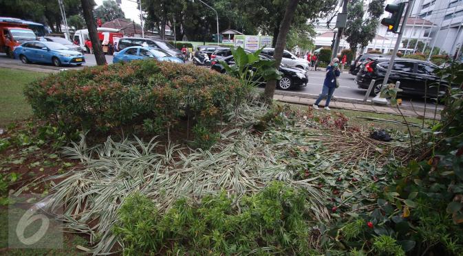 Kondisi tanaman yang rusak akibat unjuk rasa tuntut Ahok di depan gedung Balai Kota Jakarta, Jumat (14/10). Taman tersebut rusak akibat banyaknya pengunjuk rasa yang menginjak-injak serta duduk di atas tanaman. (Liputan6.com/Immanuel Antonius)