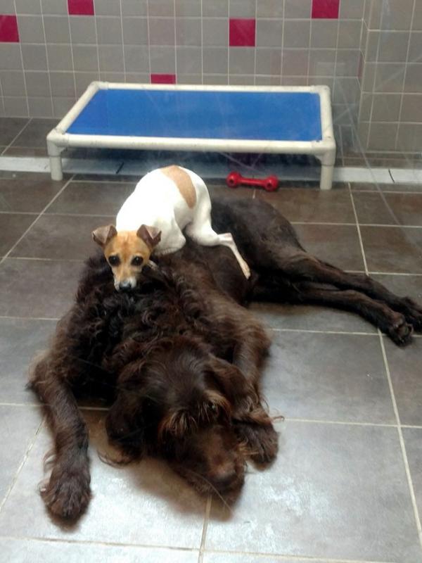 Kehilangan Keluarga, Dua Anjing Ini Terus Berpelukan | Boredpanda.com