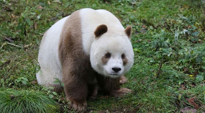 Berbeda, Panda Langka Berwarna Cokelat Ini Kerap Diintimidasi  | Boredpanda.com