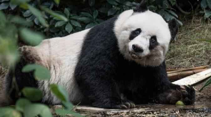 Mengharukan, Panda Tertua di Dunia Disuntik Mati | Foto : Mirror.co.uk