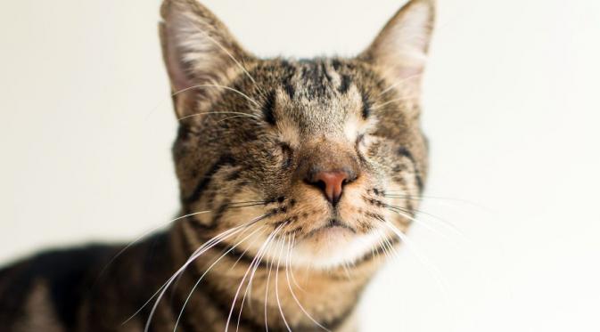  Mempercantik Kucing Buta untuk Diadopsi | boredpanda.com