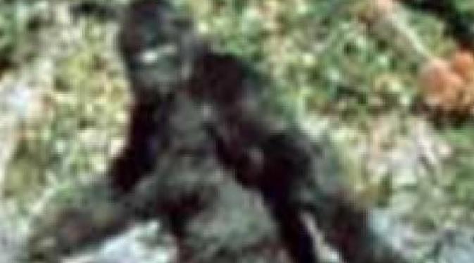 Dugaan penampakan Bigfoot di Afrika Selatan. (Youtube)