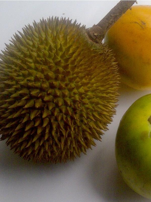 Durian Terong. foto: aamjack.wordpress.com