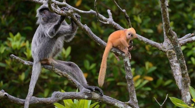 KL Forest Eco Park, Kuala Lumpur, Malaysia. (Serguei Koultchitskii/Shutterstock)