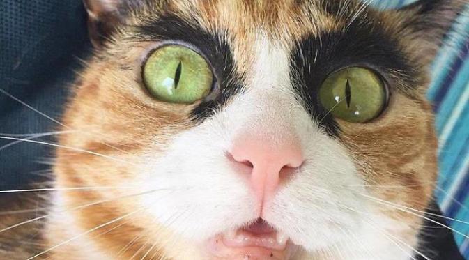 Kucing Ini Bisa Jadi Inspirasi Tren Alis 2016 | foto : Boredpanda