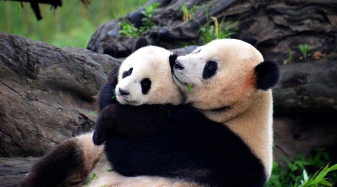Sichuan Giant Panda Sanctuaries, Tiongkok. (landlopers.com)