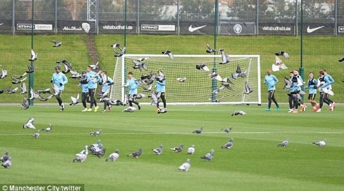 Pemandangan latihan Manchester City yang mendapatkan gangguan dari invasi burung dara. (Twitter)