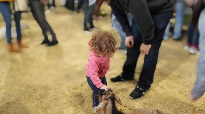 Anak-anak bercengkerama dengan hewan ternak di area Animal Nursery di Royal Melbourne Show Australia. (Liputan6.com/Tanti Yulianingsih)