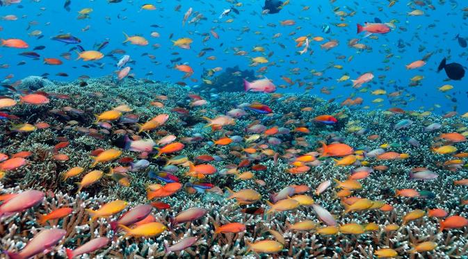 Great Barrier Reef, Queensland, Australia. (Alamy)