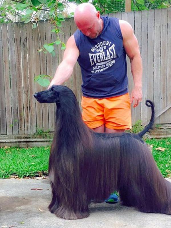 Seekor Afghan Hound Dijuluki Tercantik Di Dunia | foto : Boredpanda