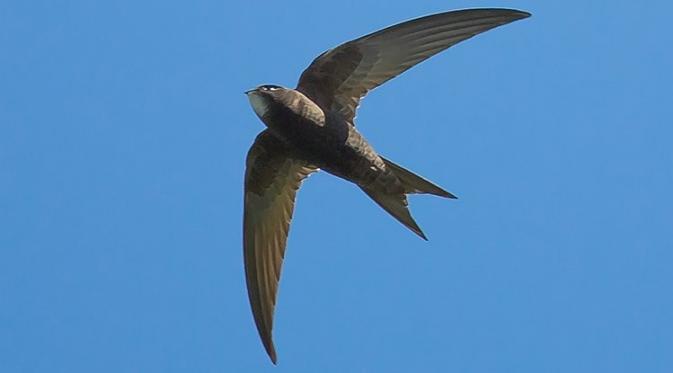  Wow, Burung Ini Sanggup Terbang 10 Bulan Tanpa Mendarat | foto :sciencealert.com