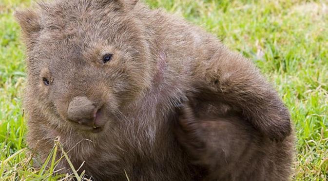 Wombat. (steven-young/Flickr)