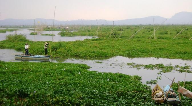 Serangan Eceng Gondok Di Rawa Pening Regional Liputan6 Com