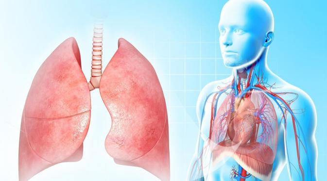 Ini 5 Fakta Paru-paru yang Mungkin Belum Kamu Tahu | via: reference.com