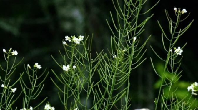 Arabidopsis thaliana. (Sumber University of Iowa)