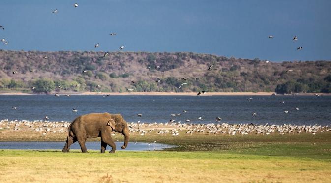 Taman Nasional Minneriya, Sri Lanka. (findingtheuniverse.com)