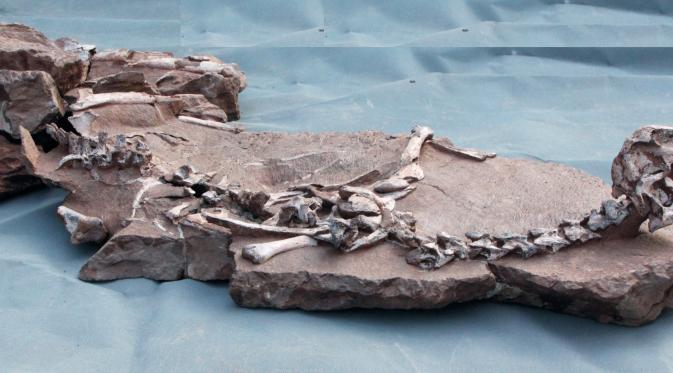 Fosil dinosaurus Tongtianlong limosus memberikan petunjuk soal saat-saat terakhirnya ( Steve Brusatte)