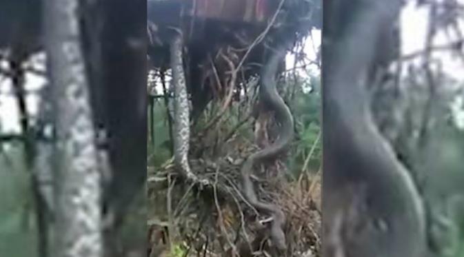 Ular anaconda sepanjang 6 meter yang ditemukan di hutan Vietnam. (Video Grab)