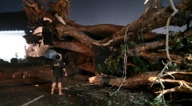 Pohon berusia ratusan tahun di halaman Pendopo Kabupaten Serang, Banten, tumbang. (Liputan6.com/Yandhi Deslatama)