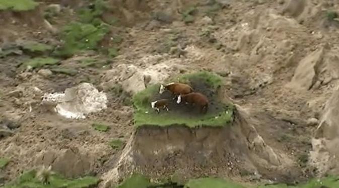 Tiga sapi terlihat terjebak akibat gempa di New Zealand. (AP)