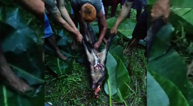 Seekor babi hutan masuk ke perkampungan yang jauh dari gunung dan hutan. (Liputan6.com/Edhie Prayitno Ige)
