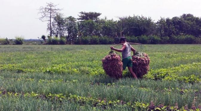 Petani bawang merah di sejumlah Kecamatan di Kabupaten Brebes mulai memasuki masa panen raya, Kamis (17/11/2016). 