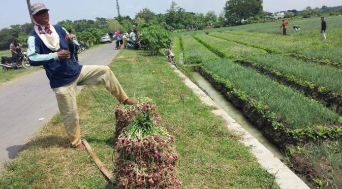 Petani bawang merah di sejumlah Kecamatan di Kabupaten Brebes mulai memasuki masa panen raya, Kamis (17/11/2016). 