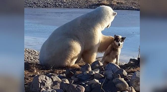Lucu, Ini Aksi Menggemaskan Beruang Kutub  'Belai' Anjing (Dailymail.com)