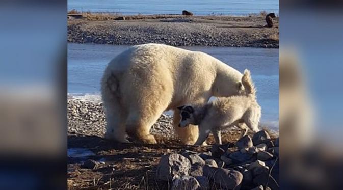 Lucu, Ini Aksi Menggemaskan Beruang Kutub  'Belai' Anjing (Dailymail.com)