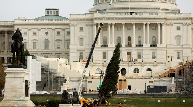 Sejumlah pekerja mengangkat pohon natal setinggi delapan puluh kaki menggunakan alat berat di halaman sebelah barat Gedung Capitol US di Washington, AS (28/11). Pohon tersebut dipasang untuk menyambut natal Desember nanti. (Reuters/Gary Cameron)