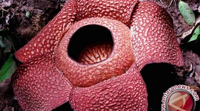 Rafflesia gadutensis. (via: Antaranews).