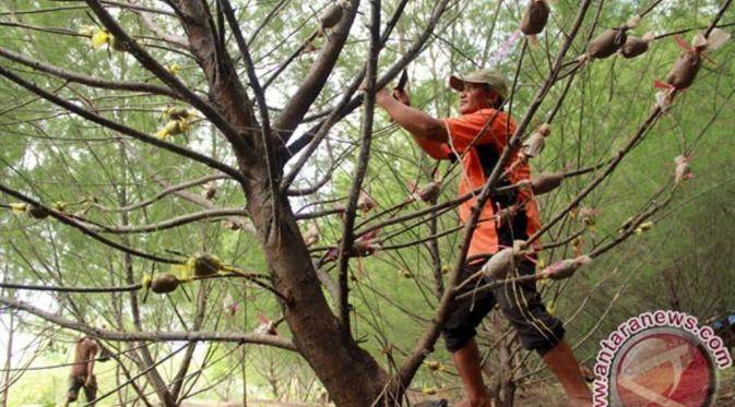 Seorang pengelola hutan kota melakukan proses pencangkokan pohon cemara di Hutan Cemara Pakis, Banyuwangi, Jawa Timur. (via: Antaranews)