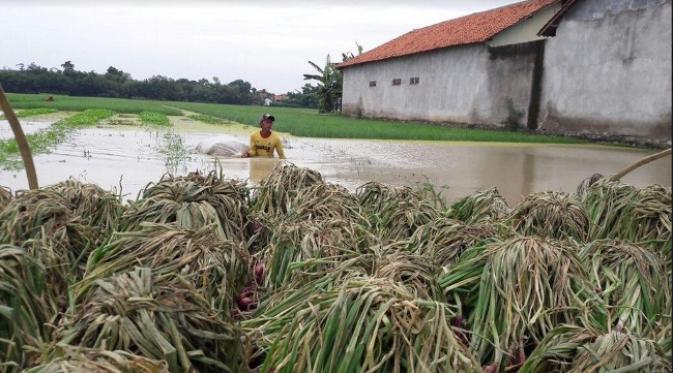 Lahan pertanian bawang merah terendam banjir