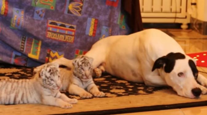 Seekor anjing jantan mengasuh bayi harimau yang ditolak oleh induknya sendiri. Bagaimana kisahnya?