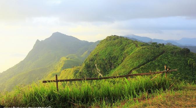 Doi Pha Tang, Chiang Rai, Thailand. (Nattama)