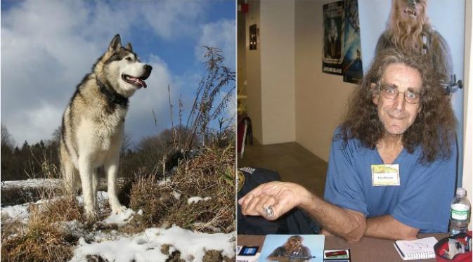 Jenis anjing Alaskan Malamute, anjing sumber ilham karakter Chewbacca dan Peter Mayhew, pemeran Chewbacca (Sumber Wikipedia/Luigi Novi dan Wikipedia/Richard Bartz)