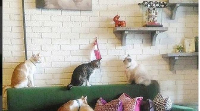 The Cat Cabin untuk pecinta kucing (ig: @thecatcabinjakarta)