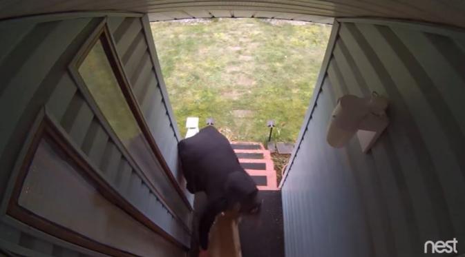 Saat diambil, kardusnya meledak. (Via: youtube.com)