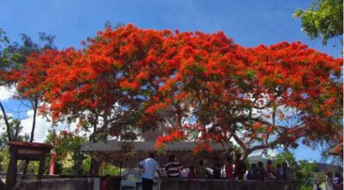 Warga Kupang turut menikmati keindahan bunga sepe di bawah pohonnya. (Liputan6.com/Ola Keda)
