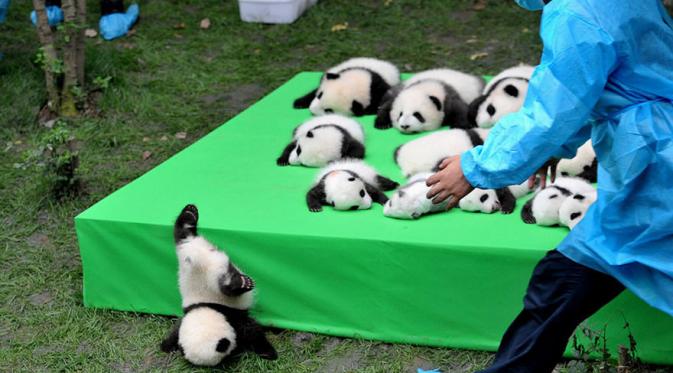Satu dari 23 panda jatuh di Chengdu, provinsi Sichuan, China. (Via: boredpanda.com)